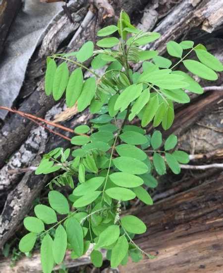 家門口不能種什麼植物